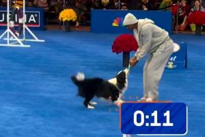 马克西参加小狗竞赛边牧半路咬住了他手里的玩具